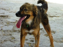 VANIA, Hund, Mischlingshund in Spanien - Bild 15