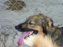 VANIA, Hund, Mischlingshund in Spanien - Bild 2