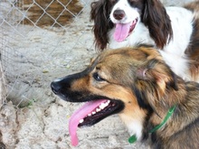 VANIA, Hund, Mischlingshund in Spanien - Bild 3