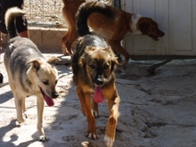 VANIA, Hund, Mischlingshund in Spanien - Bild 5