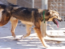 VANIA, Hund, Mischlingshund in Spanien - Bild 6