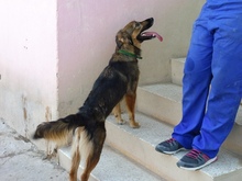 VANIA, Hund, Mischlingshund in Spanien - Bild 7