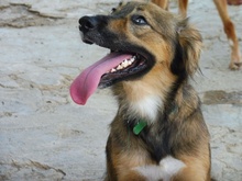 VANIA, Hund, Mischlingshund in Spanien - Bild 8