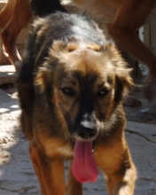 VANIA, Hund, Mischlingshund in Spanien - Bild 9