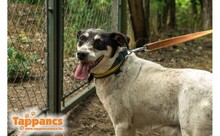 LANCOS, Hund, Mischlingshund in Ungarn - Bild 1