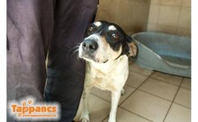 LANCOS, Hund, Mischlingshund in Ungarn - Bild 2
