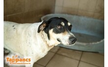 LANCOS, Hund, Mischlingshund in Ungarn - Bild 3