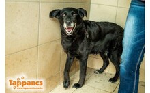 LIZI, Hund, Mischlingshund in Ungarn - Bild 1