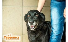 LIZI, Hund, Mischlingshund in Ungarn - Bild 2