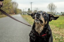 TÜCSÖK, Hund, Mischlingshund in Ungarn - Bild 3