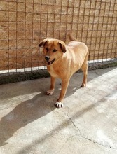 BLONDA, Hund, Mischlingshund in Rumänien - Bild 3