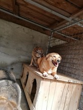 BLONDA, Hund, Mischlingshund in Rumänien - Bild 4