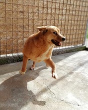 BLONDA, Hund, Mischlingshund in Rumänien - Bild 5
