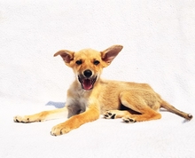 VUK, Hund, Mischlingshund in Neuss - Bild 4