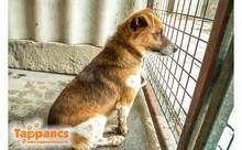 LUYTO, Hund, Mischlingshund in Ungarn - Bild 1