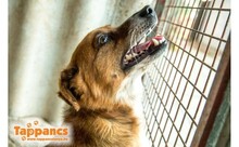 LUYTO, Hund, Mischlingshund in Ungarn - Bild 2