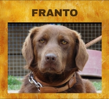 FRANTO, Hund, Mischlingshund in Slowakische Republik - Bild 1