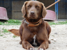 FRANTO, Hund, Mischlingshund in Slowakische Republik - Bild 3