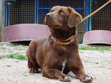 FRANTO, Hund, Mischlingshund in Slowakische Republik - Bild 4