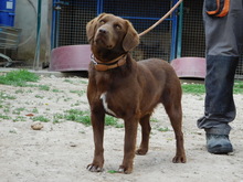 FRANTO, Hund, Mischlingshund in Slowakische Republik - Bild 5