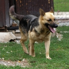 DEBBY, Hund, Deutscher Schäferhund in Slowakische Republik - Bild 1