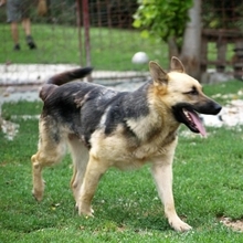 DEBBY, Hund, Deutscher Schäferhund in Slowakische Republik - Bild 2