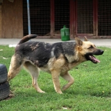 DEBBY, Hund, Deutscher Schäferhund in Slowakische Republik - Bild 3
