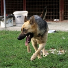 DEBBY, Hund, Deutscher Schäferhund in Slowakische Republik - Bild 4