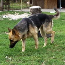 DEBBY, Hund, Deutscher Schäferhund in Slowakische Republik - Bild 5