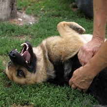 DEBBY, Hund, Deutscher Schäferhund in Slowakische Republik - Bild 6
