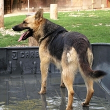 DEBBY, Hund, Deutscher Schäferhund in Slowakische Republik - Bild 8