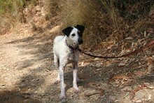BUBU, Hund, Bodeguero Andaluz-Mix in Spanien - Bild 11