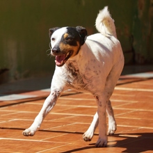 BUBU, Hund, Bodeguero Andaluz-Mix in Spanien - Bild 3
