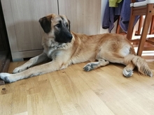 BUDDY, Hund, Kangal in Fürstenau - Bild 1