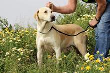 MAMI, Hund, Mischlingshund in Spanien - Bild 1