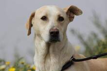 MAMI, Hund, Mischlingshund in Spanien - Bild 2