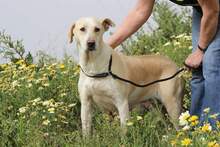 MAMI, Hund, Mischlingshund in Spanien - Bild 3