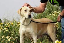 MAMI, Hund, Mischlingshund in Spanien - Bild 4
