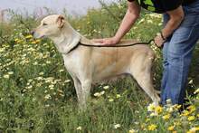 MAMI, Hund, Mischlingshund in Spanien - Bild 6