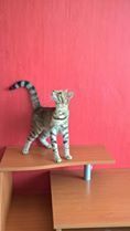 RAMI, Katze, Europäisch Kurzhaar in Bulgarien - Bild 3