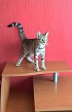 RAMI, Katze, Europäisch Kurzhaar in Bulgarien - Bild 4