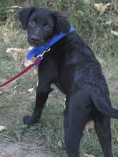 BENTE, Hund, Mischlingshund in Ungarn - Bild 3