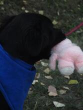 BENTE, Hund, Mischlingshund in Ungarn - Bild 5