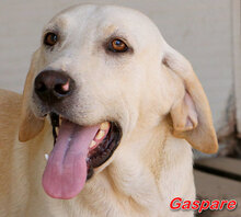 GASPARE, Hund, Mischlingshund in Italien - Bild 10