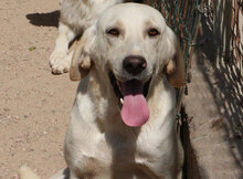 GASPARE, Hund, Mischlingshund in Italien - Bild 12