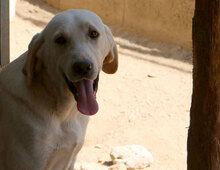 GASPARE, Hund, Mischlingshund in Italien - Bild 13