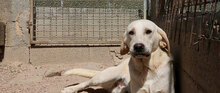 GASPARE, Hund, Mischlingshund in Italien - Bild 14