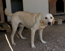 GASPARE, Hund, Mischlingshund in Italien - Bild 15