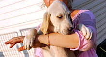 GASPARE, Hund, Mischlingshund in Italien - Bild 19