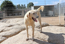 GASPARE, Hund, Mischlingshund in Italien - Bild 2